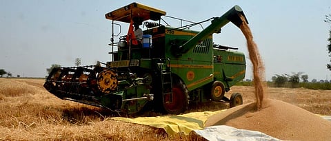 Wheat Market