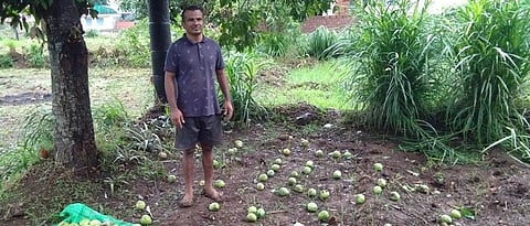 A helping hand to mango growers