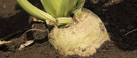 Sugar beet cultivation on fifty acres