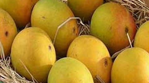 Mango