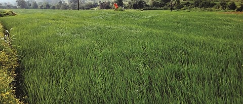 How do you manage rice and sugarcane crops?
