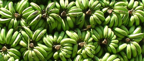 Banana