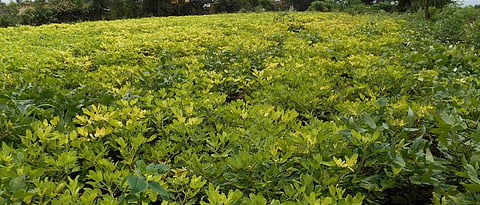 Crop Survey
