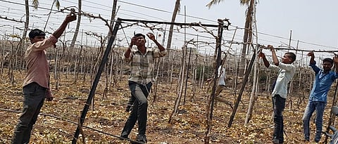 In Sangli district, 50% grape pruning was completed