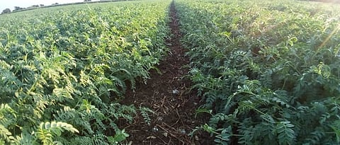 Gram on 1.5 lakh hectares in Nanded district