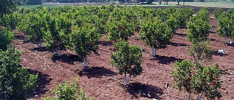 Opportunity for Maharashtra to become the world's 'Fruit Trophy'