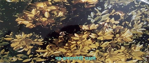 लिंबूवर्गीय फळझाडांचे खत व्यवस्थापन