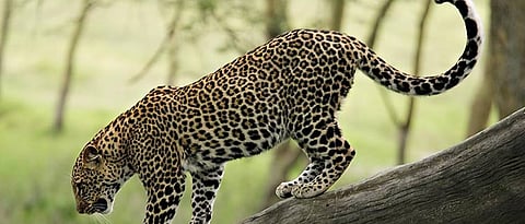 Leopard terror