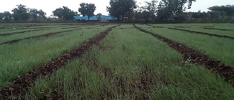 Onion nursery