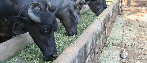 Animal Feed