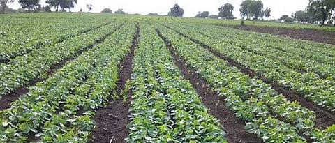 Crop Protection