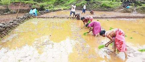 सिंधुदुर्गात संततधार थांबली, भातलावणीला वेग
