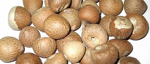 arecanut