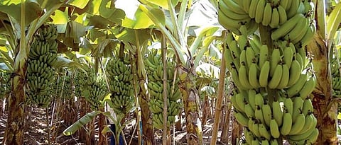 The use of balanced nutrients is important for quality production