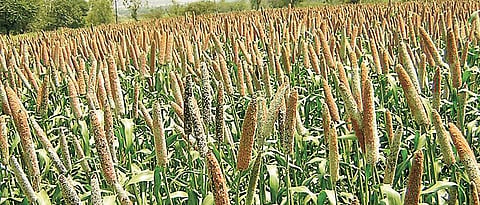 use recommended varieties of millet for sowing