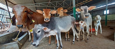 care of unclaimed cows