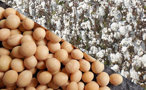 Cotton and Soybean
