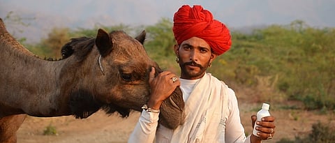 Camel Milk