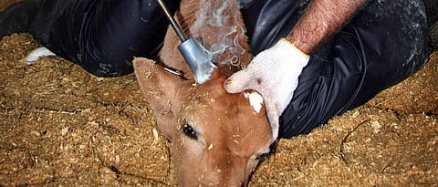 why farmer do disbudding in animals?