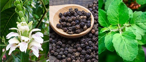 Use of Medicinal plant against respiratory disease of animals?
