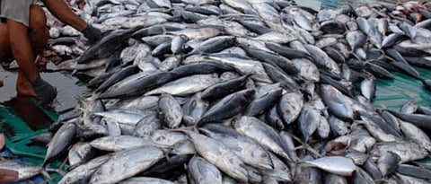 What are the different methods for preservation fish?