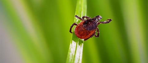 Ticks Parasite