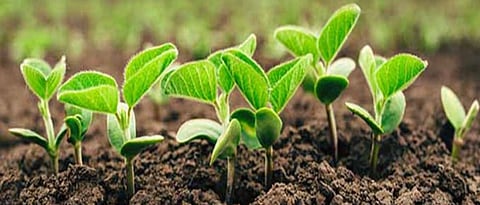 integrated nutrient management