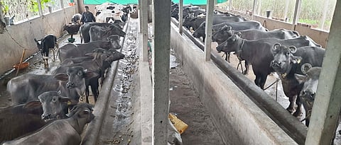 Heat Symptoms In Buffalo in Summer Season