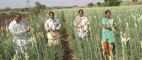Flower Picking