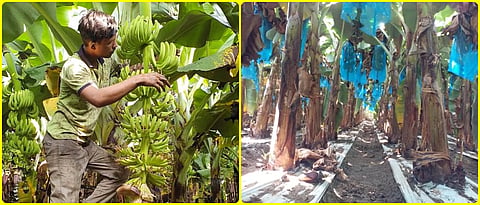 Farmers planning, Banana fruit