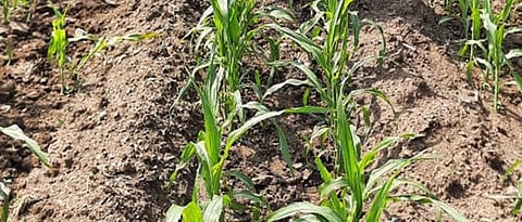 बाजरीच्या क्षेत्रात खानदेशात किंचित वाढ Slight increase in millet area in Khandesh