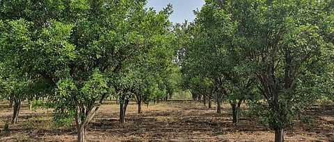 Orange Orchard