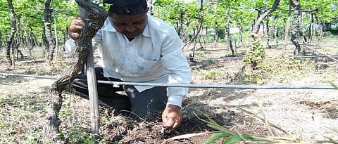 पालापाचोळा बागेतच कुजविल्याने भूसभुशीत झालेली जमीन दाखविताना सुरेश बन्ने.