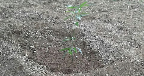 Mango Cultivation