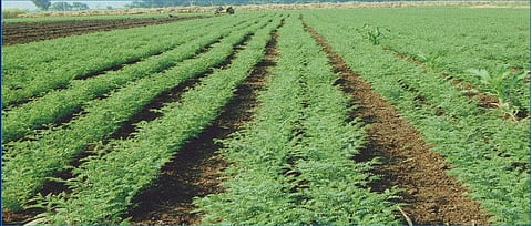 Chana Cultivation