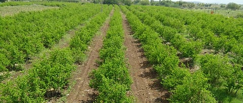 Orchard planting