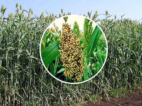To brand Indian millets for global market