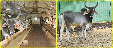 kankrej cow raring
