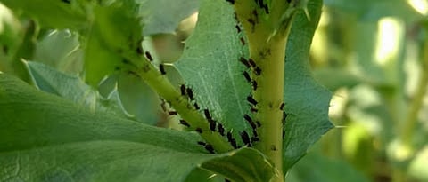 Infestation of aphids on safflower.