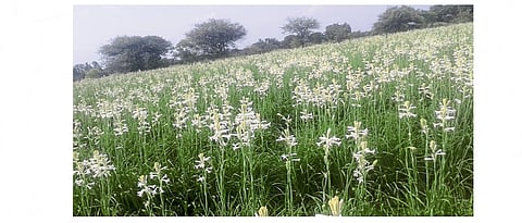निशिगंध लागवड