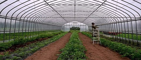Green House