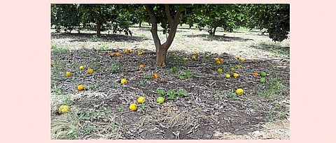 Central Citrus Research Institute