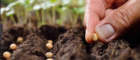 soybean seed