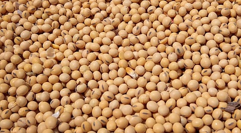 Soybean