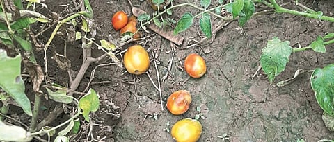 Outbreak of viral disease on tomatoes in Satana taluka
