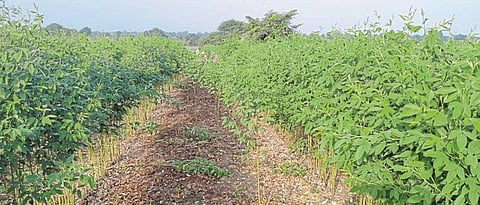 Techniques of Tur Cultivation