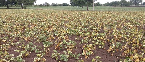 for the Moog, Udid crop competition Apply by Saturday