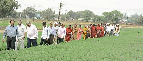 pulses day