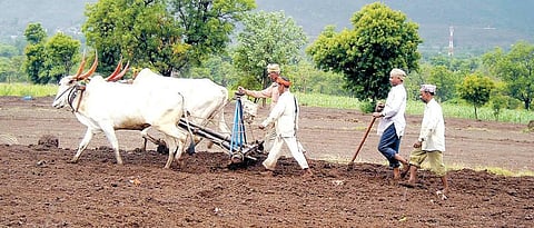 Kharif Sowing