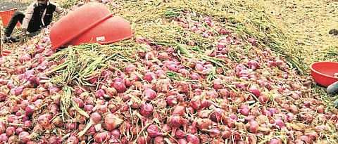 Onion production reduced by 30% per acre